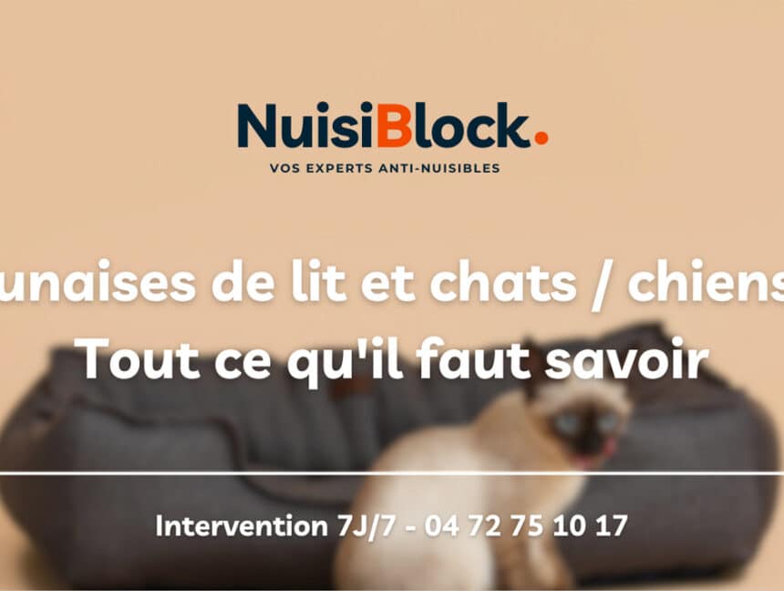 Punaises de lit et chats / chiens : Tout ce qu’il faut savoir