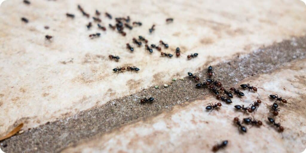 se débarrasser des fourmis à Lyon