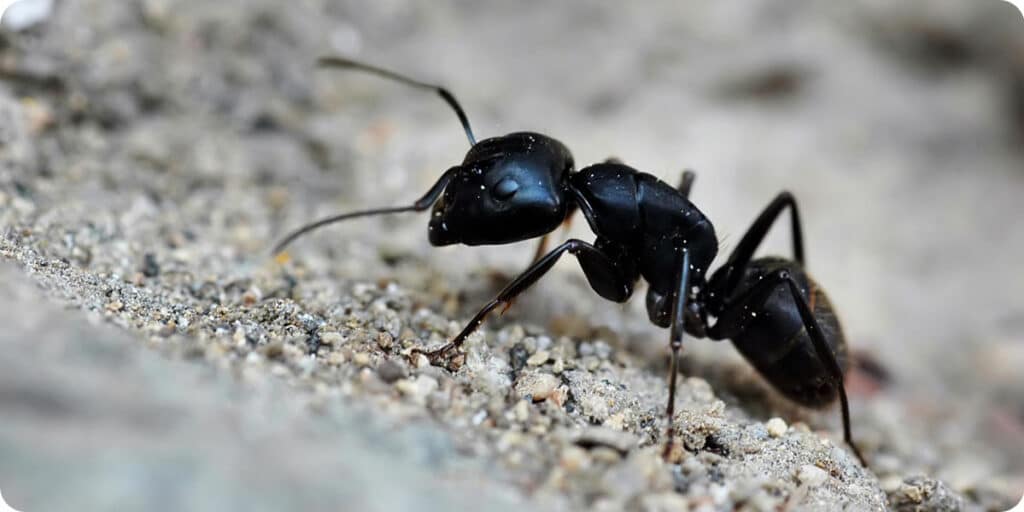 Comment se débarrasser des fourmis noires à Lyon