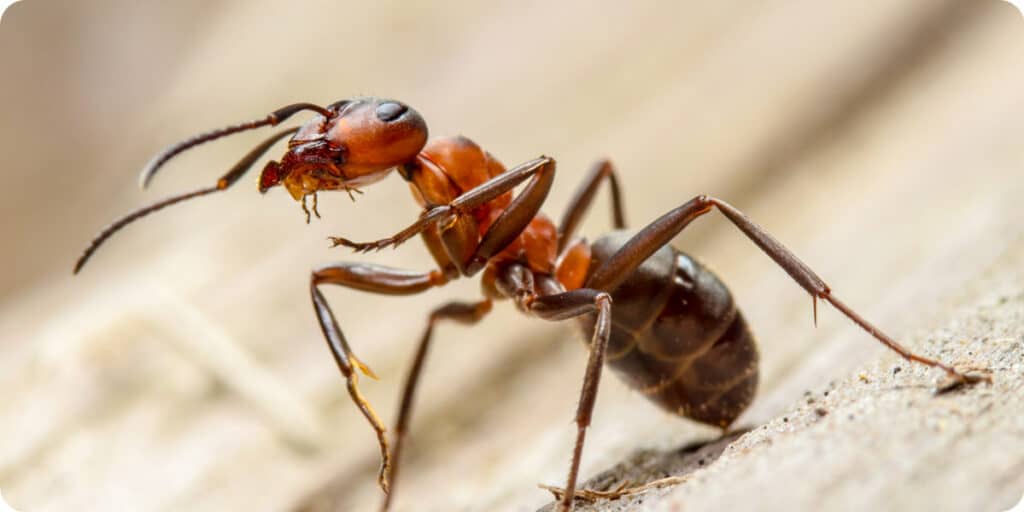 Comment se débarrasser des fourmis rousses à Lyon