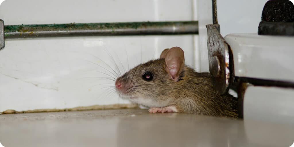 Dératisation : Souris et rats dans un restaurant à Lyon