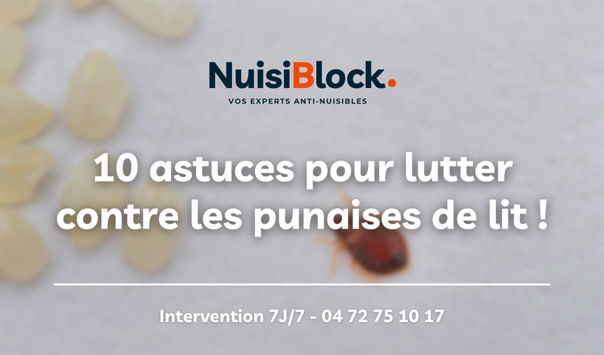 Nos 10 astuces pour lutter efficacement contre les punaises de lit !