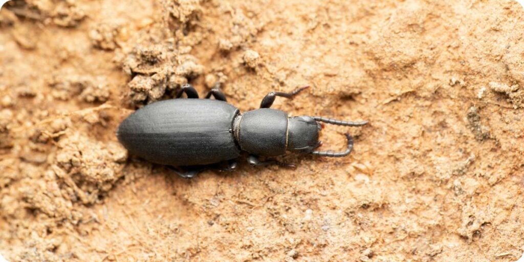 Insecte dans un appartement à Lyon dans la cuisine