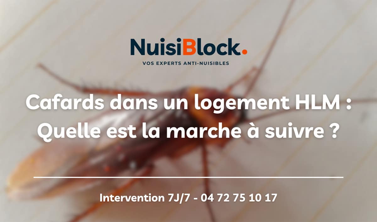 Cafards dans un logement HLM : Quelle est la marche à suivre ?