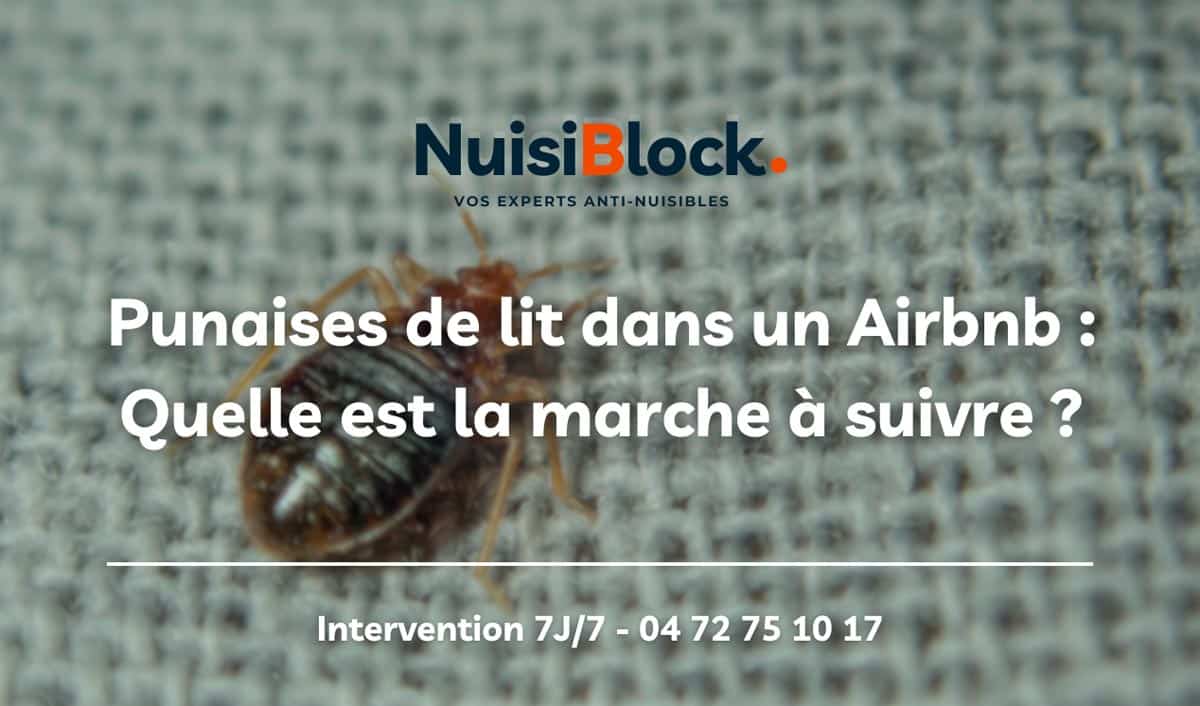 Punaises de lit dans un Airbnb : Que faire ?