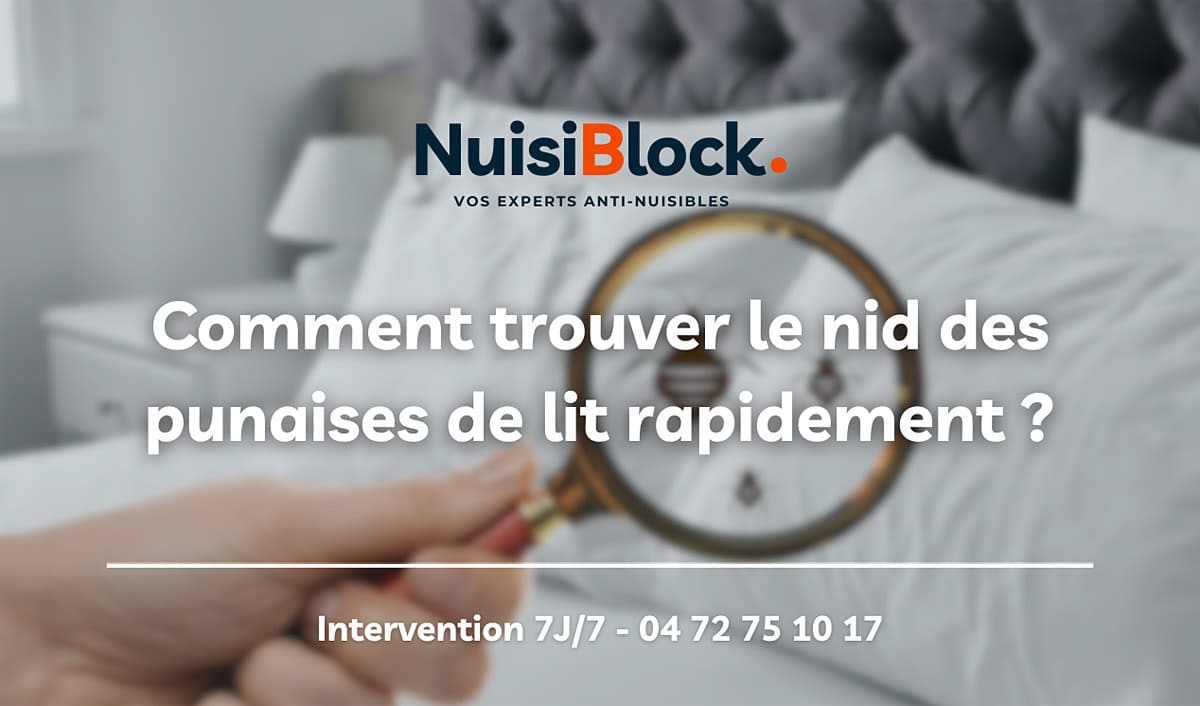 Comment trouver le nid des punaises de lit rapidement ?