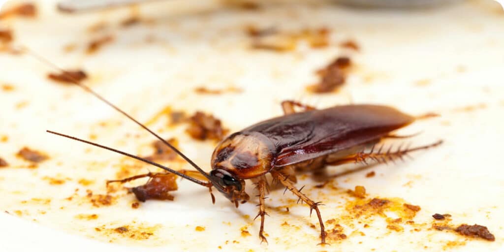 Infestation de blattes dans un restaurant bar à Lyon