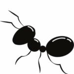 Entreprise desinsectisation fourmis Lyon pour un traitement efficace