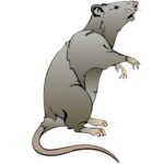 Entreprise deratisation Lyon - traitement rats
