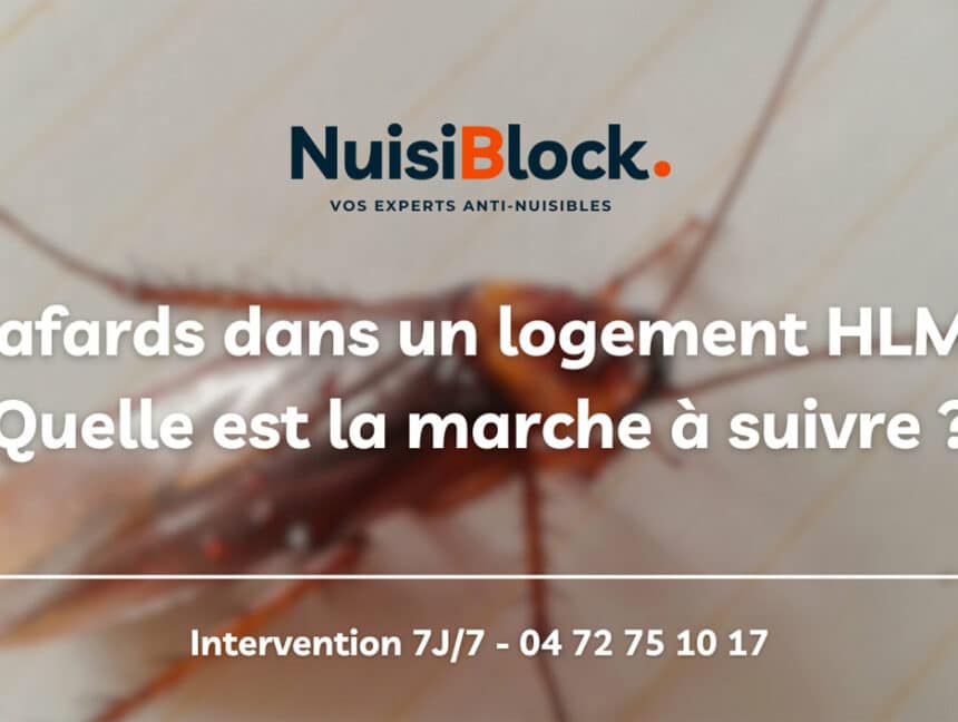 Cafards dans un logement HLM : Quelle est la marche à suivre ?