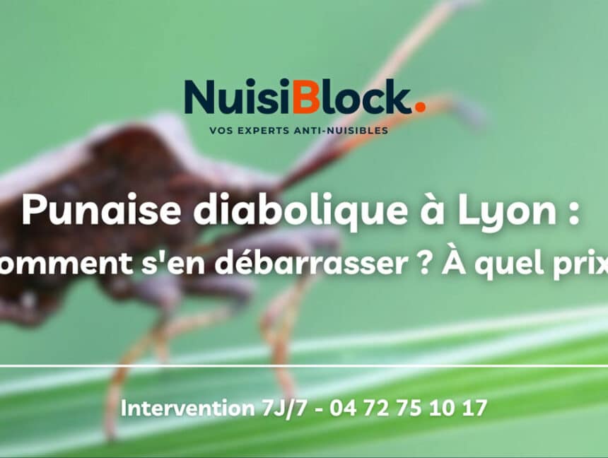 Punaise diabolique à Lyon : Comment s’en débarrasser ? À quel prix ?