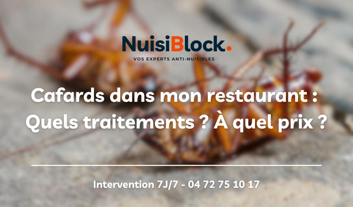 Que faire si je constate des cafards dans mon restaurant ?