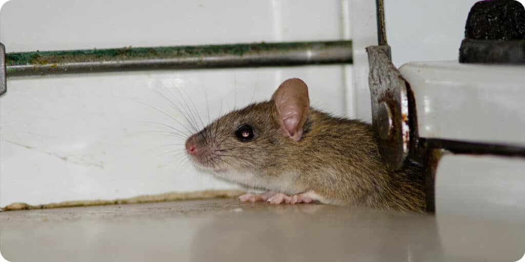 Grattement de souris ou de rat dans les combles : Que faire ? A quel prix ?