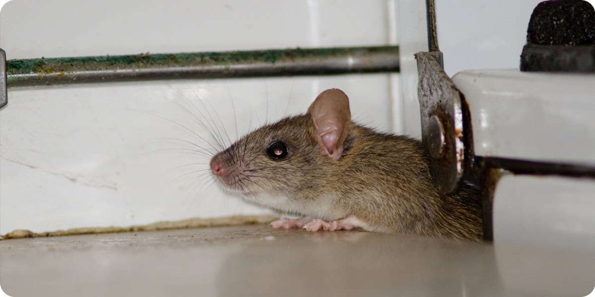 Bruit de souris ? Grattement ? Cri ? Nos 10 astuces de détection — free download