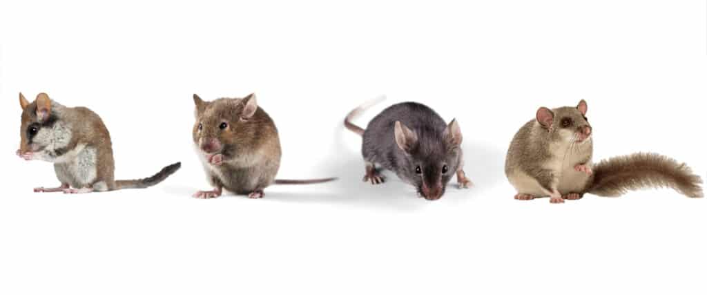 Loir, lerot, souris ou rat : Quelles différences ?