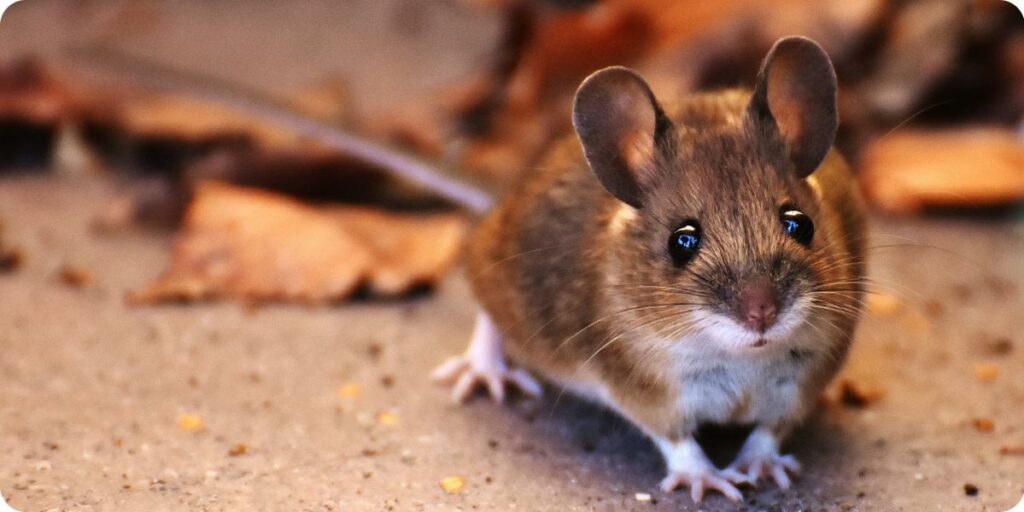 Bruits et grattements de souris, rats, lérots ou loirs à Lyon