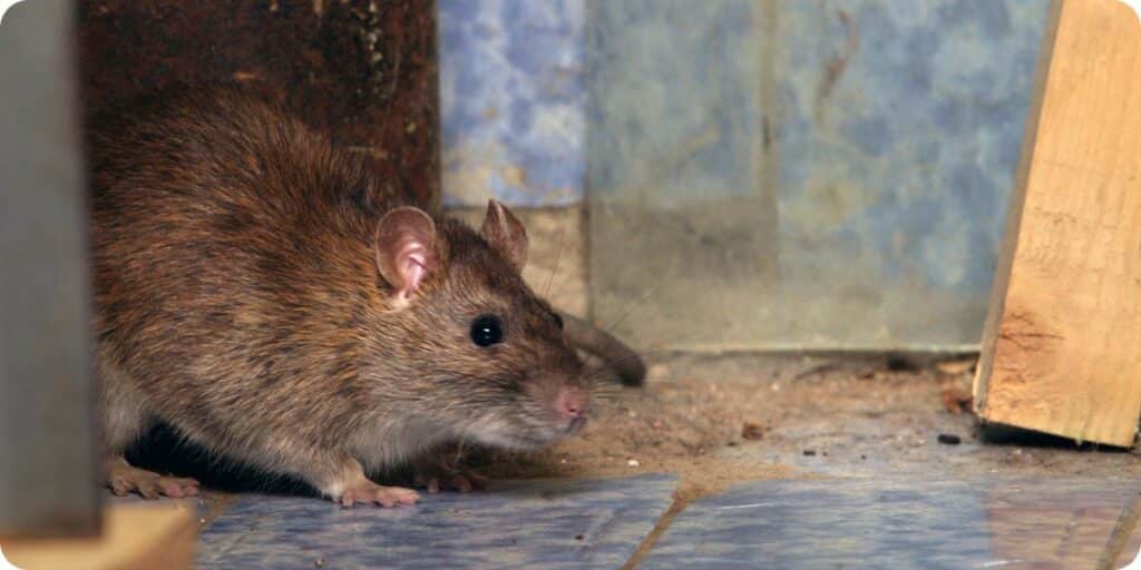 Rats ou souris dans les combles de ma maison à Lyon