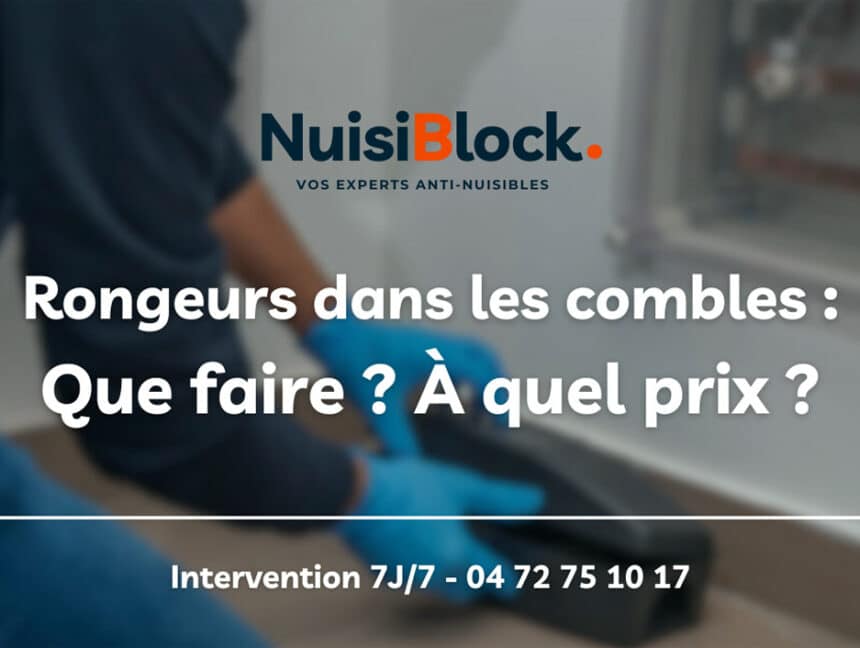 J’ai des rats dans les combles : Que faire ? À quel prix ?