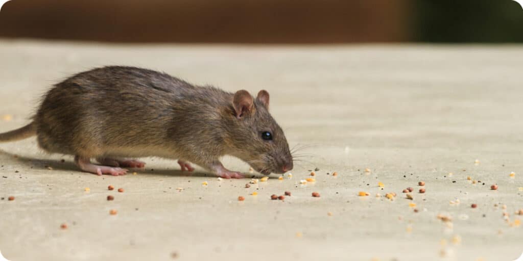 Traitement des rats et souris pour éviter les bruits et grattements