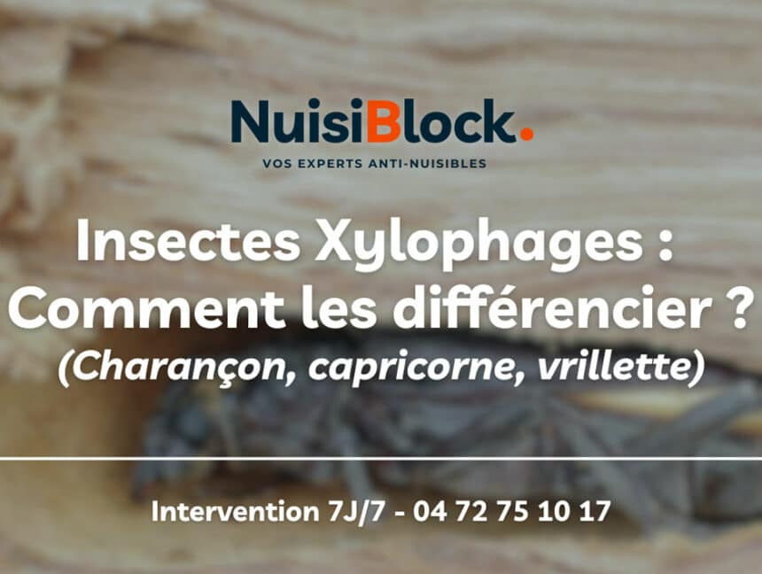 Différencier les insectes xylophages rapidement