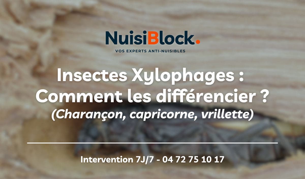 Différencier les insectes xylophages rapidement