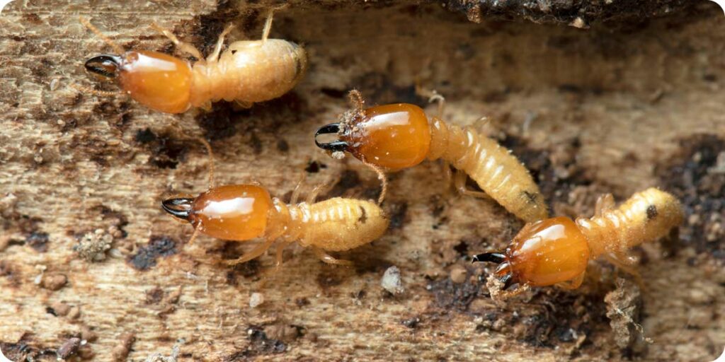 Traitement de termite sur une charpente, insecte xylophage