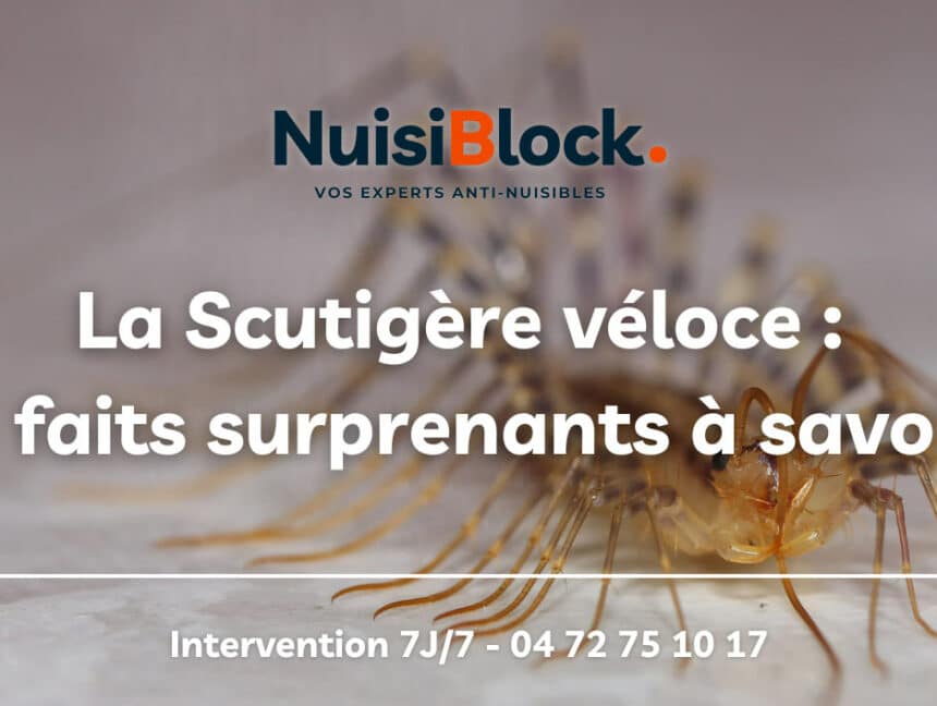 La Scutigère véloce : Les 5 choses à savoir sur cet insecte domestique !