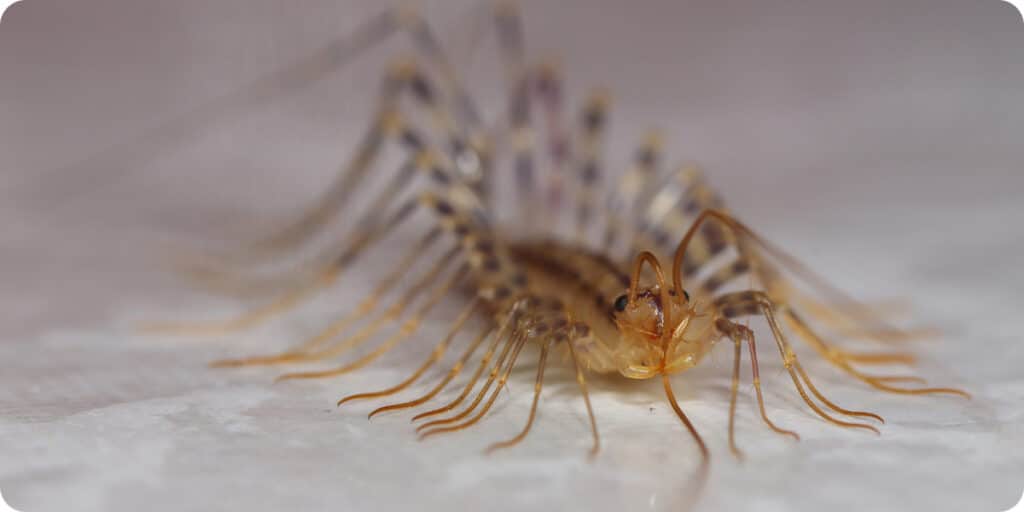 Scutigere veloce à Lyon, un insecte dans la maison