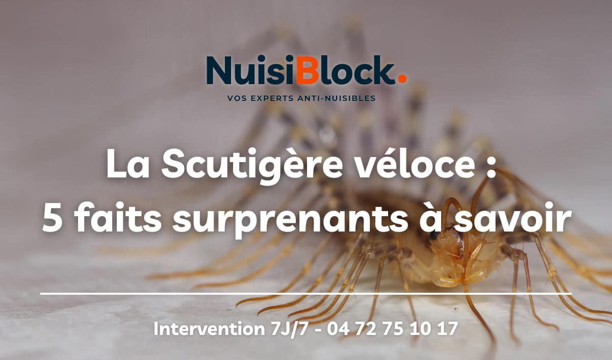 La Scutigère véloce : Les 5 choses à savoir sur cet insecte domestique !